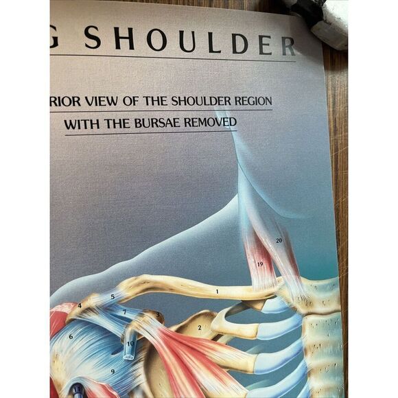 Vintage 1985 The Amazing Shoulder Poster McNeil Pharmaceutical Tylenol Promo - Picture 4 of 10